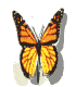 bigbutterfly.gif