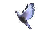bird.gif
