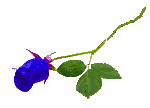 bluerose.gif