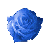 bluerosecry.gif
