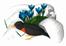 robin_snow_crocus_flowers_md_wht.gif