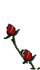 roses.gif